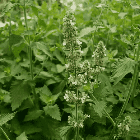 Sementes de Nepeta cataria (Erva-dos-gatos) - 25 sementes