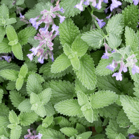 Sementes de Nepeta cataria (Erva-dos-gatos) - 25 sementes