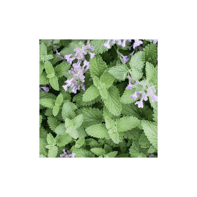 Sementes de Nepeta cataria (Erva-dos-gatos) - 25 sementes Sementes de Nepeta cataria (Erva-dos-gatos) - 25 sementes