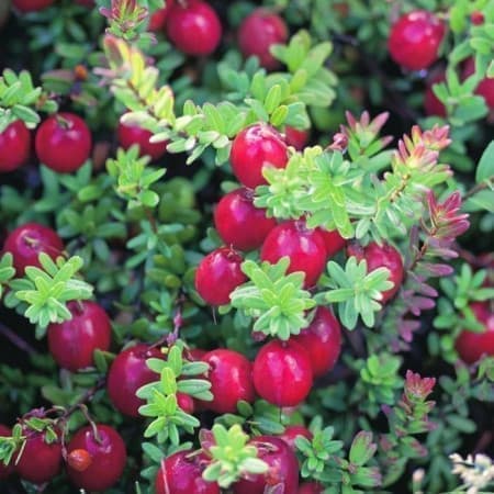 Sementes de Vaccinium macrocarpon (Oxicoco, Cranberry) - 20 sementes