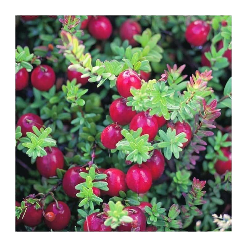 Sementes de Vaccinium macrocarpon (Oxicoco, Cranberry) - 20 sementes Sementes de Vaccinium macrocarpon (Oxicoco, Cranberry) - 20 sementes