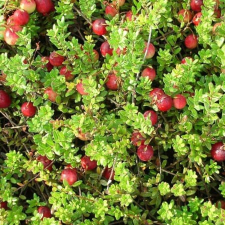 Sementes de Vaccinium macrocarpon (Oxicoco, Cranberry) - 20 sementes