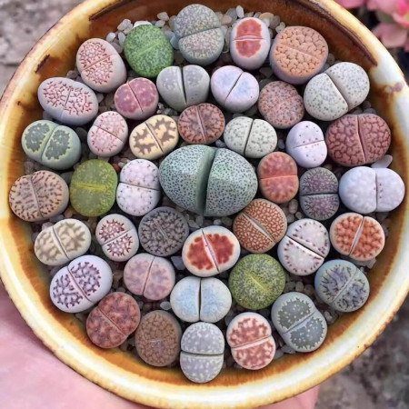Sementes Mix de Lithops spp. (Pedra-viva ou Planta-pedra) 20 sementes