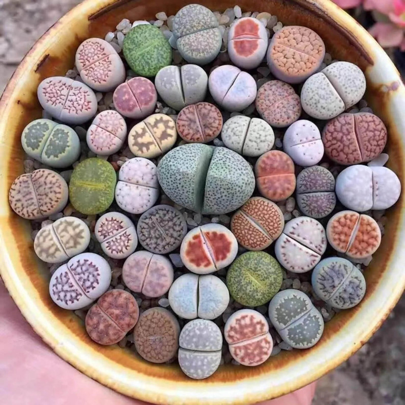 Sementes Mix de Lithops spp. (Pedra-viva ou Planta-pedra) 20 sementes Sementes Mix de Lithops spp. (Pedra-viva ou Planta-pedra) 20 sementes