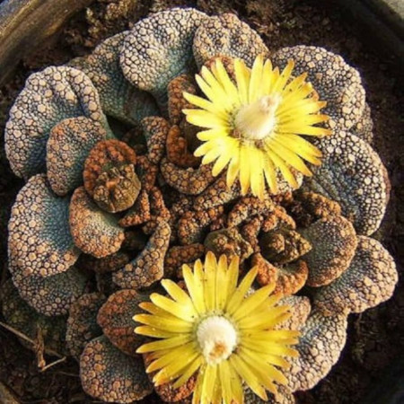 Sementes de Titanopsis calcarea - 10 sementes