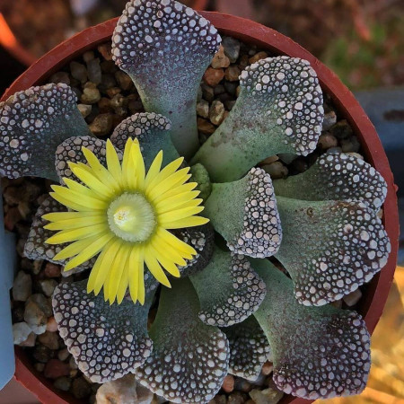 Sementes de Titanopsis calcarea - 10 sementes