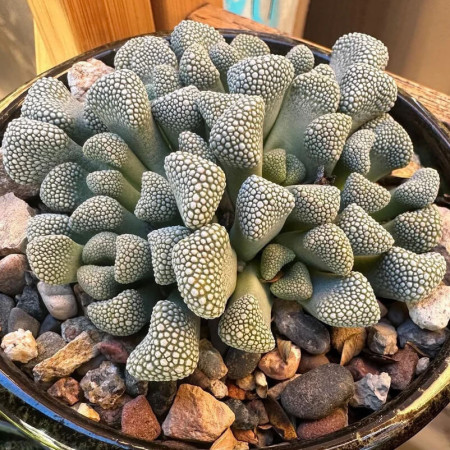 Sementes de Titanopsis primosii - 10 sementes