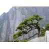 Pinheiro-de-Huangshan (Pinus hwangshanensis)