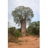 Baobá-de-Madagascar (Adansonia za)