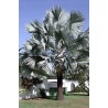 Palmeira-azul (Bismarckia nobilis)