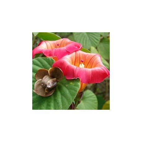 Sinos-do-Hawaí (Argyreia beraviensis)