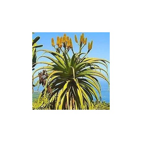 Aloe-das-dunas (Aloe tharskii)