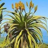 Aloe-das-dunas (Aloe tharskii)