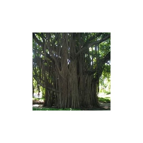 Figueira-de-bengala (Ficus benghalensis)