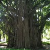 Figueira-de-bengala (Ficus benghalensis)