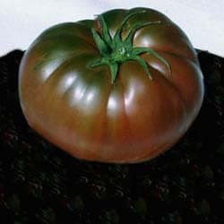 Tomate "Black Krim" (Lycopersicon esculenton)