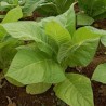 Tabaco "Golden Virginia" (Nicotiana tabacum)