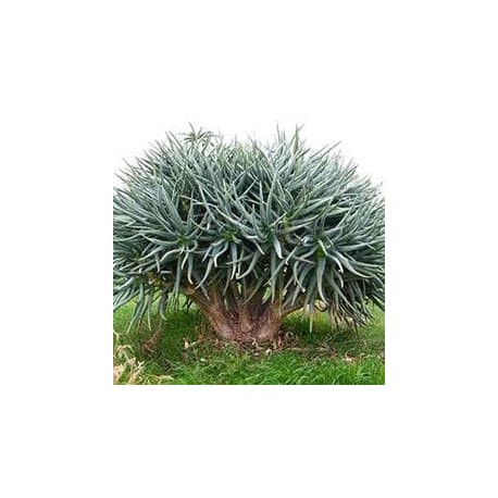 Aljava-de-solteira (Aloe ramosissima)