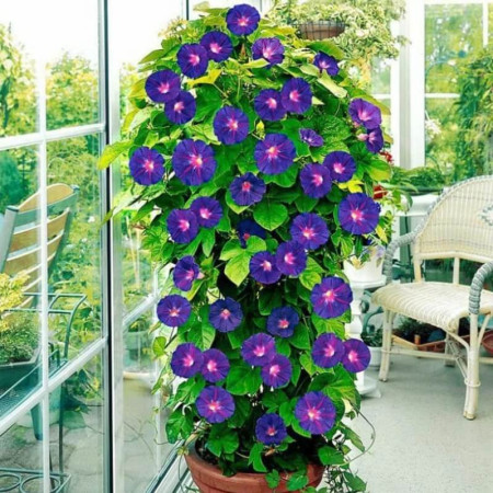 Sementes de Ipomoea purpurea (Glória-da-manhã) - 10 sementes