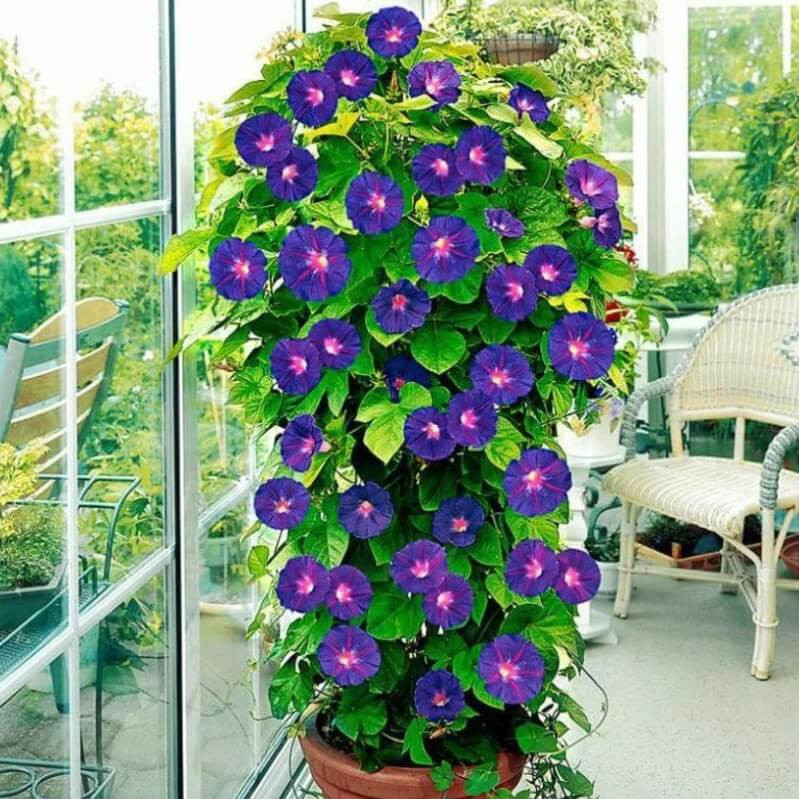 Sementes de Ipomoea purpurea (Glória-da-manhã) - 10 sementes