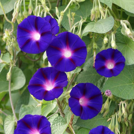Sementes de Ipomoea purpurea (Glória-da-manhã) - 10 sementes