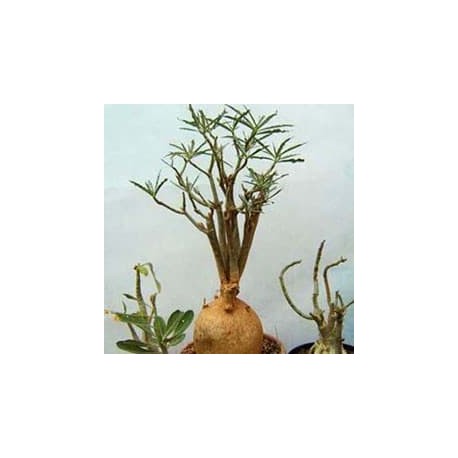 Rosa-do-deserto (Adenium solamense)