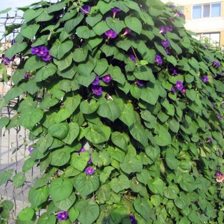 Sementes de Ipomoea purpurea (Glória-da-manhã) - 10 sementes