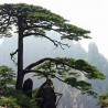 Pinheiro-de-Huangshan (Pinus hwangshanensis)