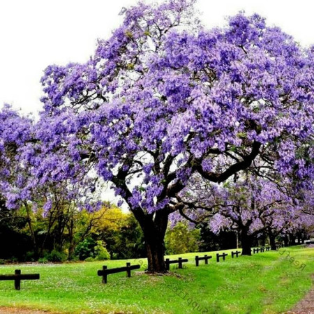 Sementes de Paulownia tomentosa (Kiri-japonês) - 100 sementes