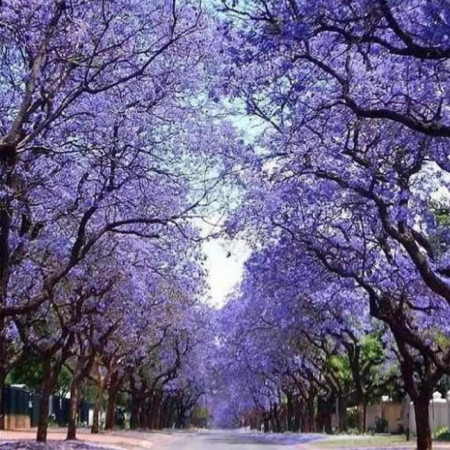 Sementes de Paulownia tomentosa (Kiri-japonês) - 100 sementes