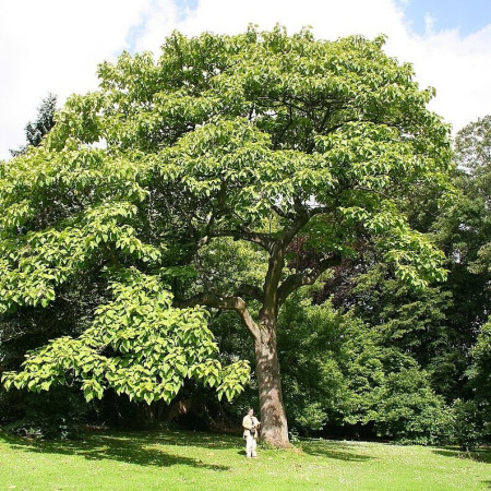 Sementes de Paulownia tomentosa (Kiri-japonês) - 100 sementes
