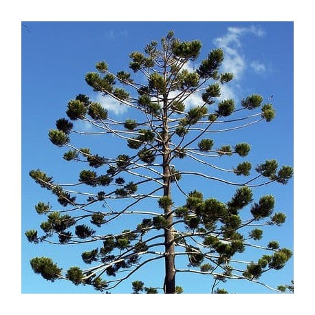 Pinheiro-de-Queensland (Araucaria cunninghamii)