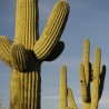 Cacto Saguaro (Carnegiea gigantea)