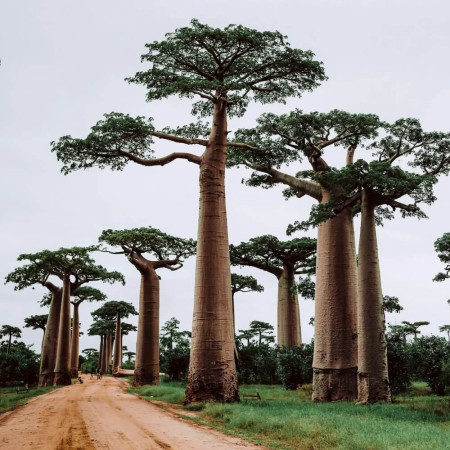 Sementes de Adansonia digitata (Baobá) - 5 sementes