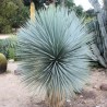 Veludo-azul (Yucca rostrata)