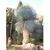 Veludo-azul (Yucca rostrata)