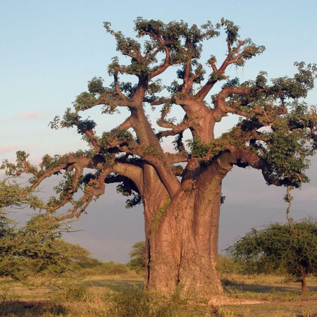 Sementes de Adansonia digitata (Baobá) - 5 sementes
