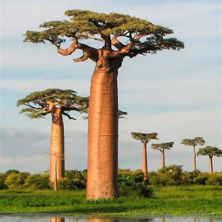 Sementes de Adansonia digitata (Baobá) - 5 sementes