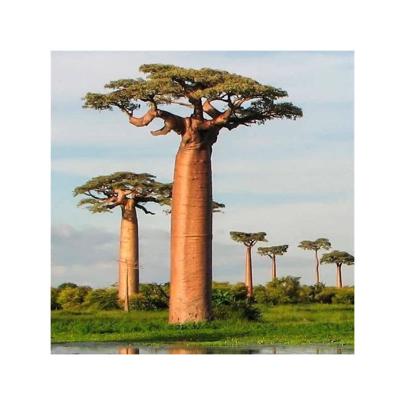 Sementes de Adansonia digitata (Baobá) - 5 sementes Sementes de Adansonia digitata (Baobá) - 5 sementes