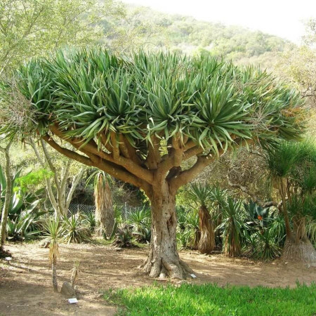 Sementes de Dracaena draco (Dragoeiro ou Sangue-de-dragao) 5 sementes