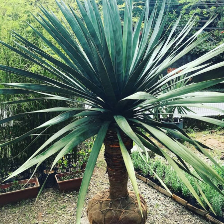 Sementes de Dracaena draco (Dragoeiro ou Sangue-de-dragao) 5 sementes