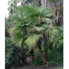 Palmeira Sombrero (Brahea dulcis)