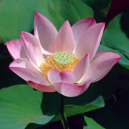 Sementes de Lotus-sagrada (Nelumbo nucifera) - 5 sementes