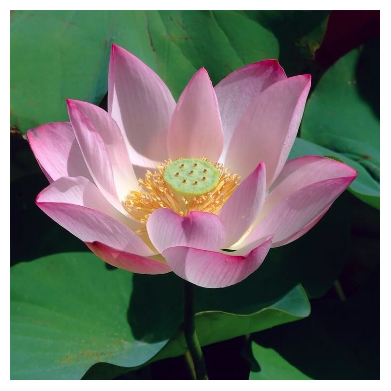 Sementes de Lotus-sagrada (Nelumbo nucifera) - 5 sementes