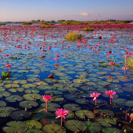Sementes de Lotus-sagrada (Nelumbo nucifera) - 5 sementes