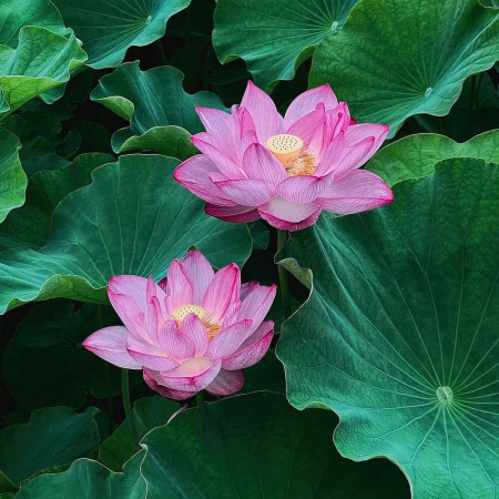 Sementes de Lotus-sagrada (Nelumbo nucifera) - 5 sementes