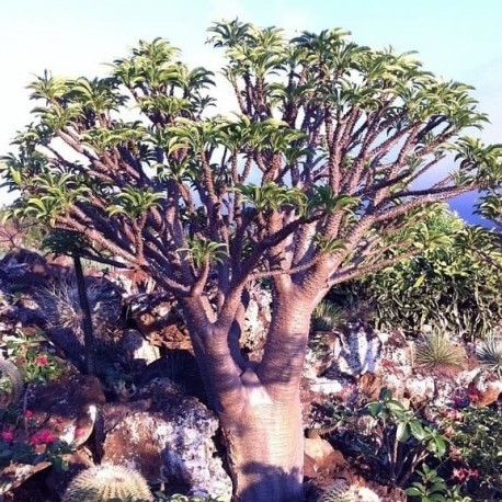 Palmeira-de-Madagascar (Pachypodium rutenbergianum)