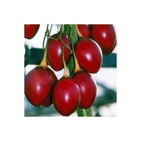 Tamarillo / Tomate-arbóreo (Cyphomandra betacea)