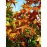 Bordô-chinês (Acer truncatum)