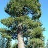 Pinheiro-branco da Califórnia (Pinus monticola)